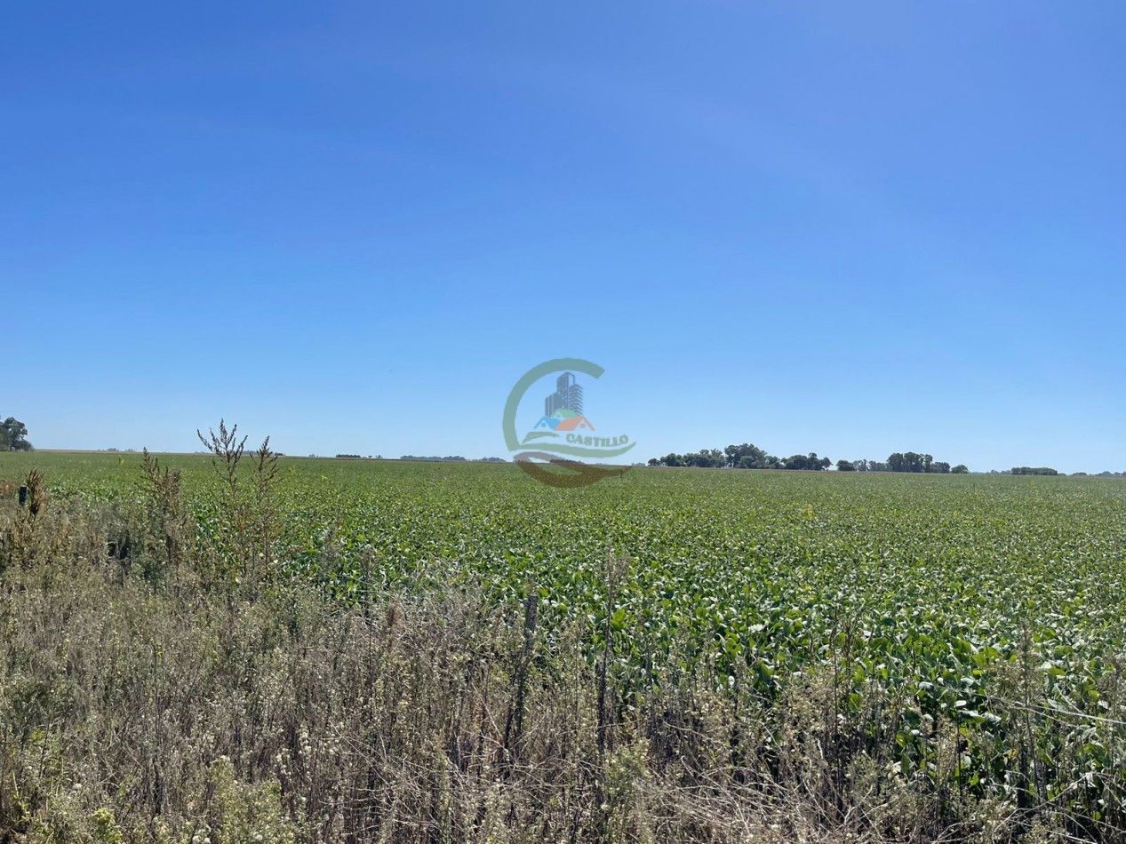 265 HA Agricolas - Saladillo