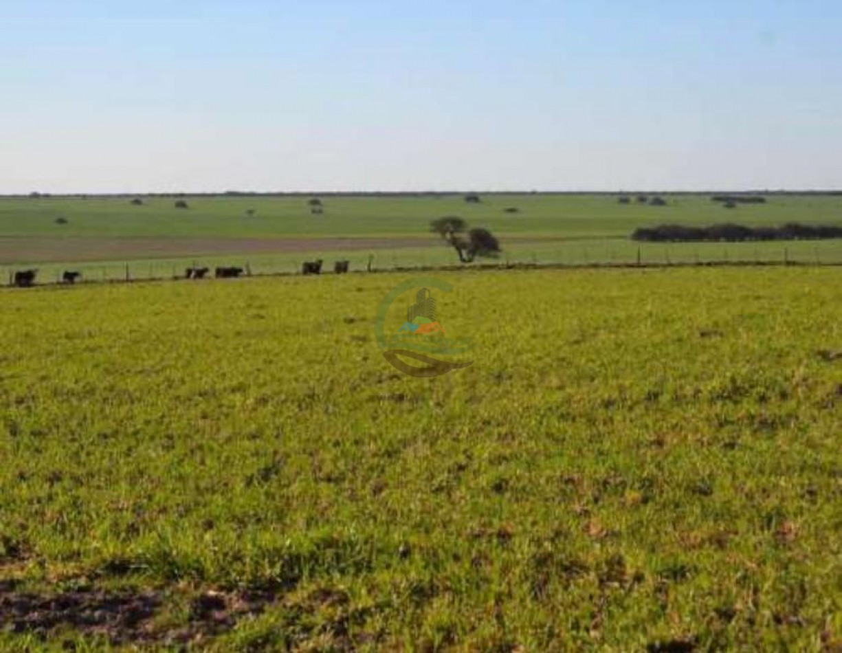 5000 Ha Ganadero - Conhelo - La Pampa