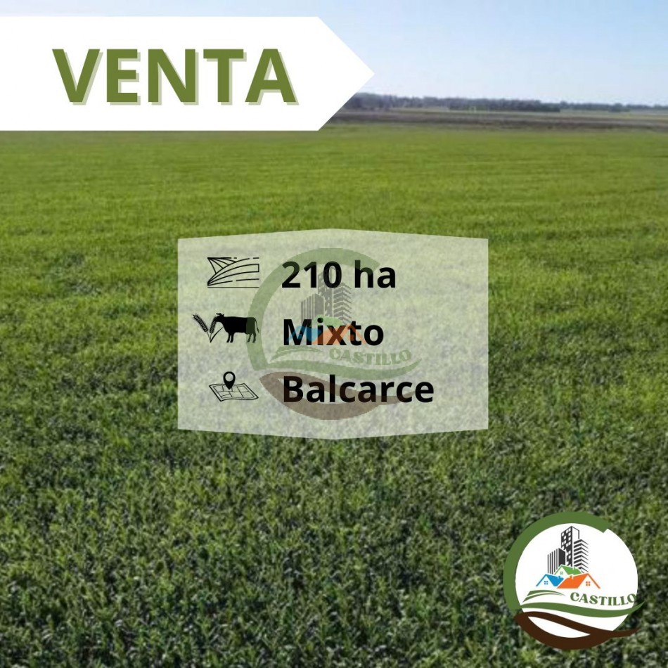 210 ha Mixto - Balcarce
