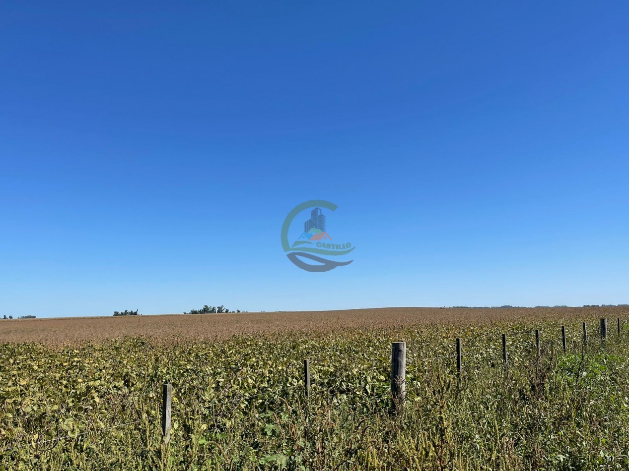265 HA Agricolas - Saladillo