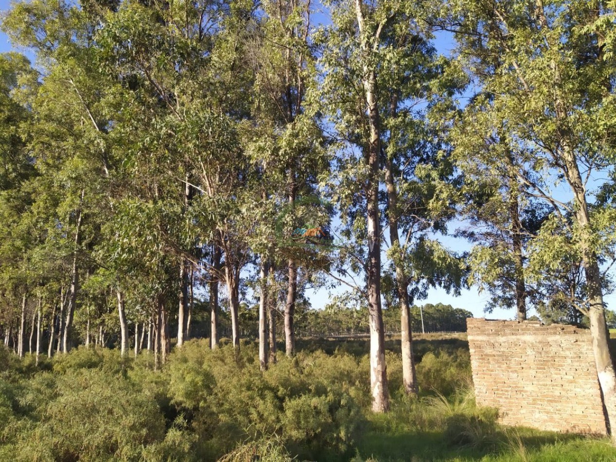 650 Ha Ganaderas - El Catete - Uruguay