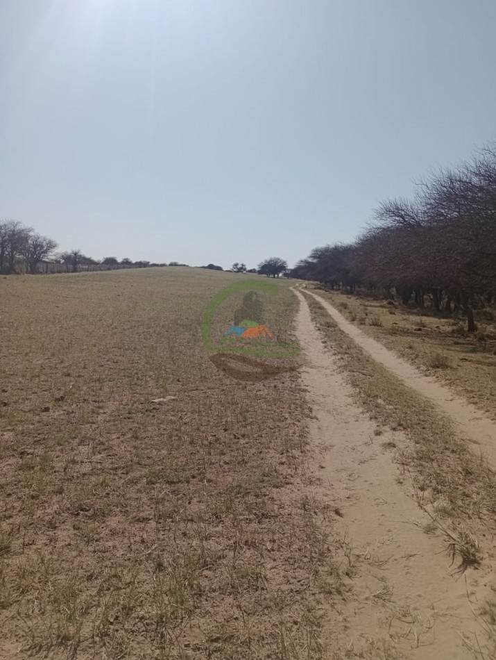 2500 ha Coto de caza - Quehue - La Pampa