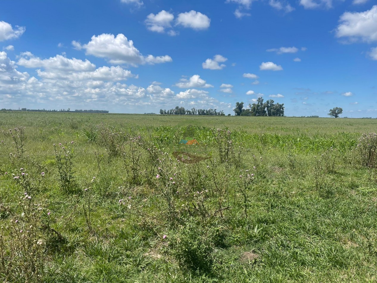 106 ha ganadero - gral alvear