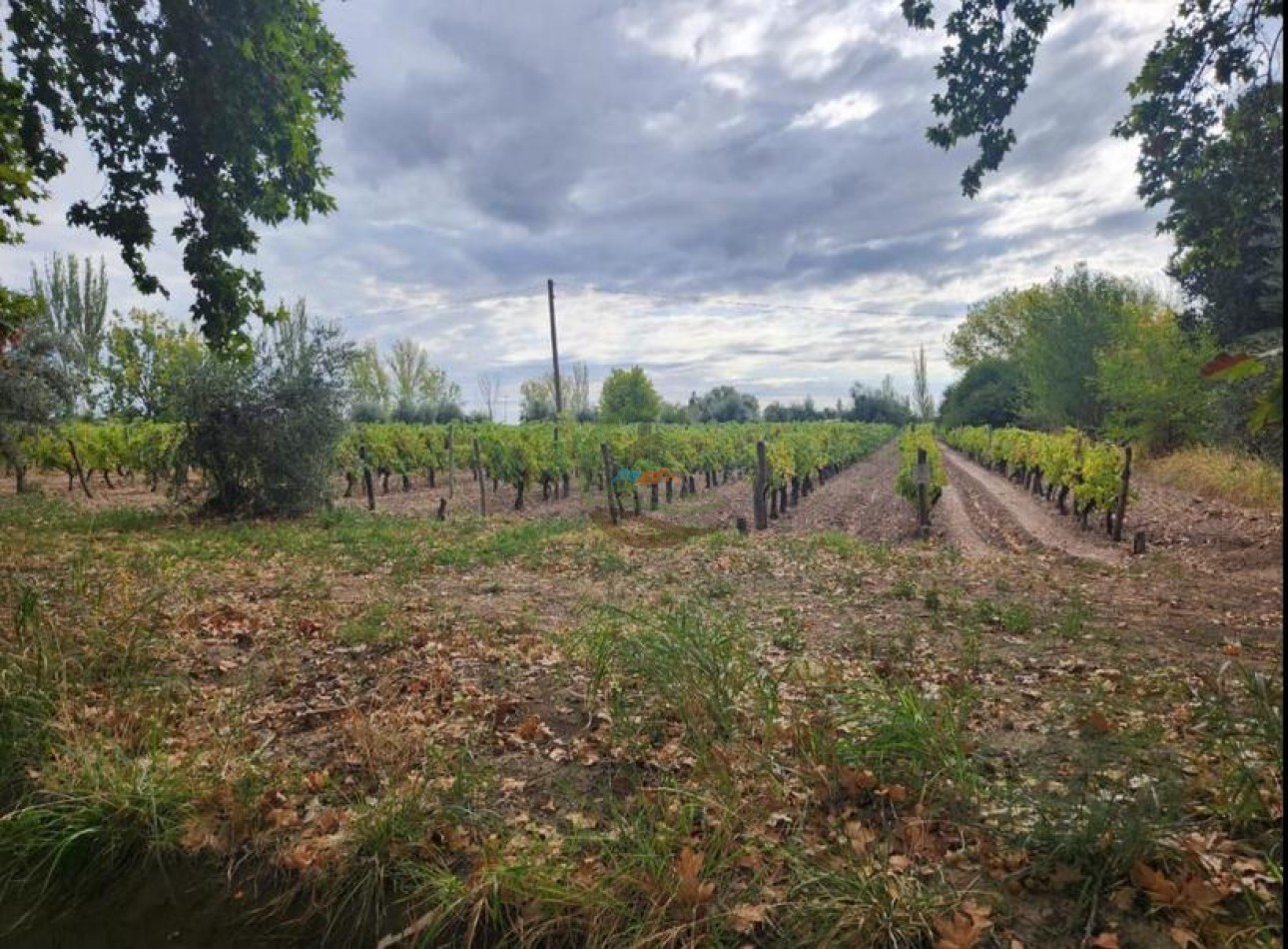 80 Ha Agricolas - San Martin - Mendoza