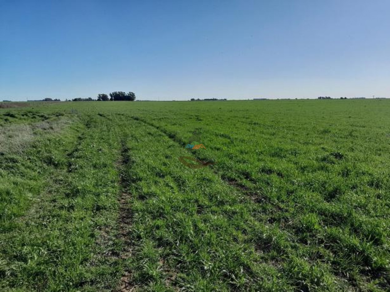 324 Ha Agricolas - San Cayetano