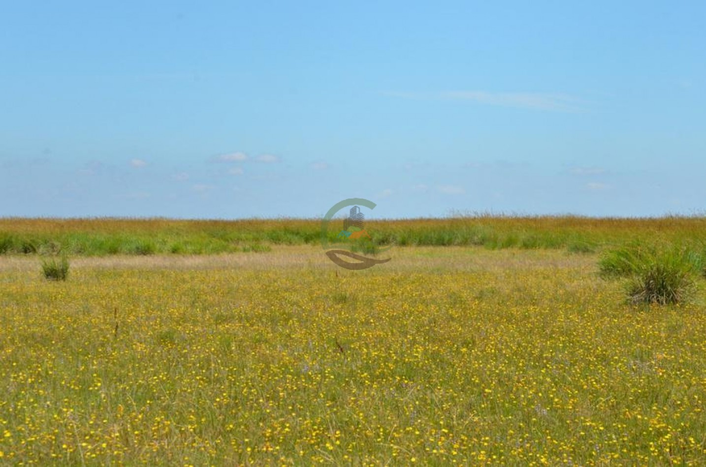 787 Ha Ganadero - Espigas - Olavarria