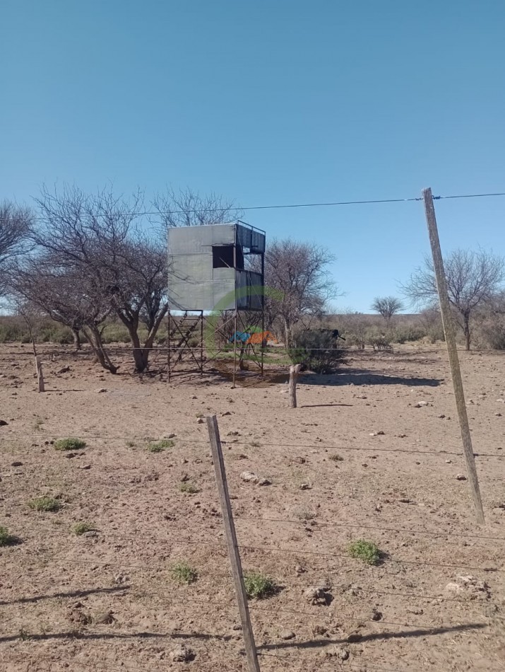 2500 ha Coto de caza - Quehue - La Pampa