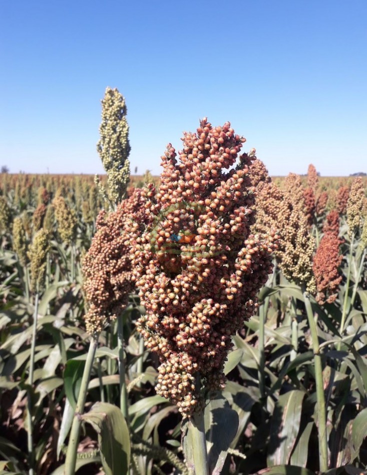 8600 HA MIxtas - San Luis