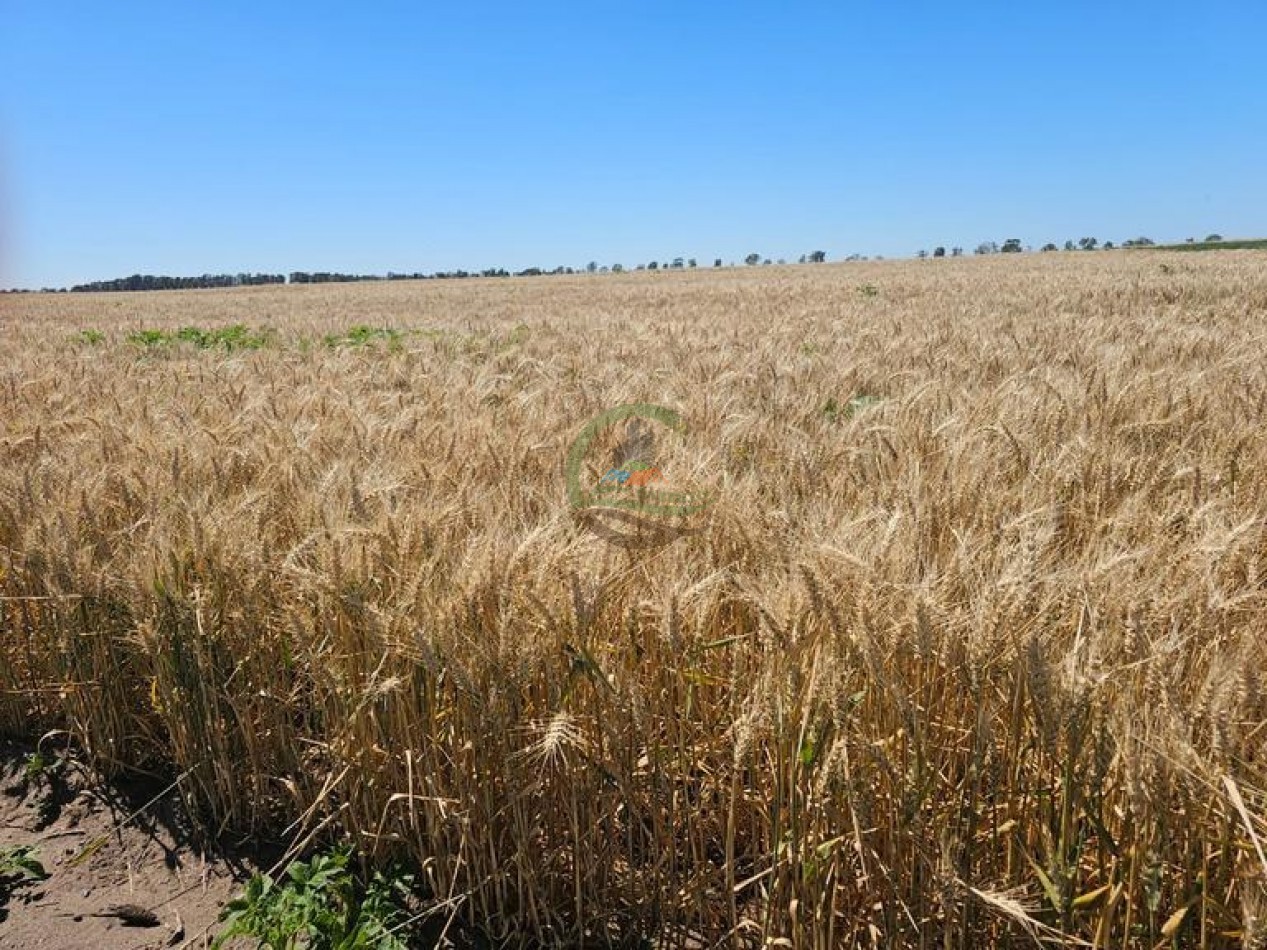 730 Ha Agricolas - Carmen de Patagones