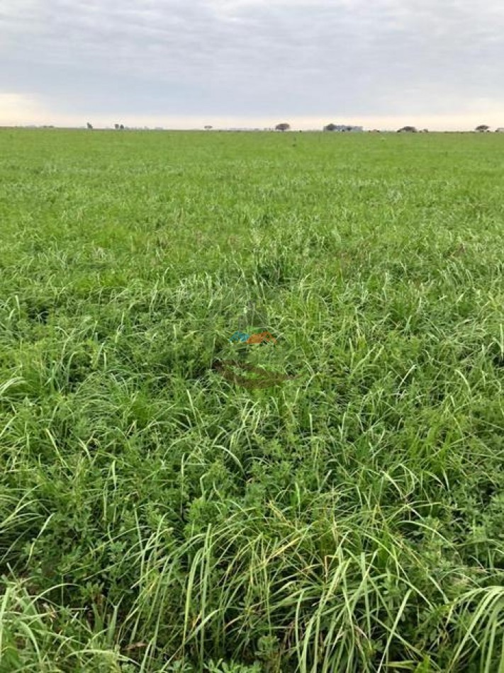 1135 Ha Mixto - Dorila - Mara Co - La Pampa
