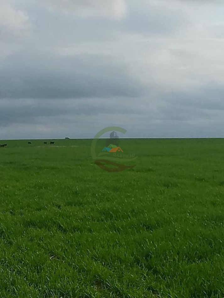 1300 Ha Agricolas - La Paz - Entre Rios