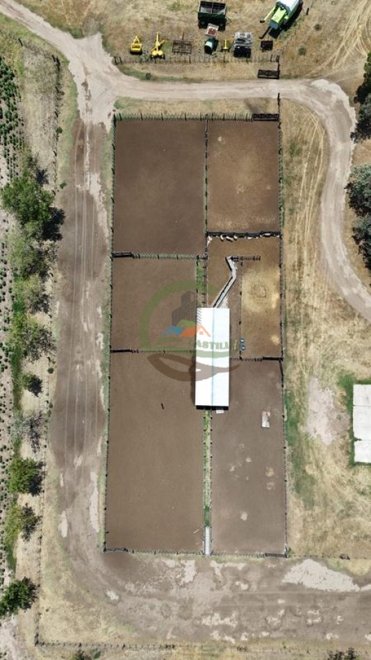 1135 Ha Mixto - Dorila - Mara Co - La Pampa