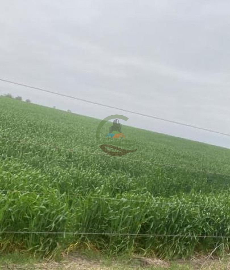 1300 Ha Agricolas - La Paz - Entre Rios