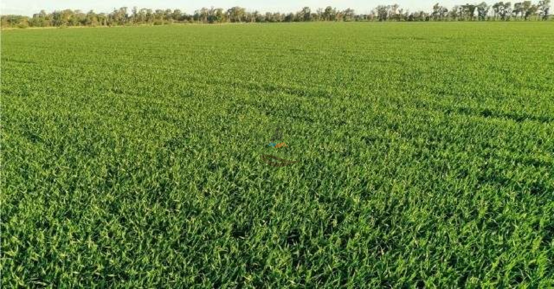 1138 ha agricolas - gral villegas