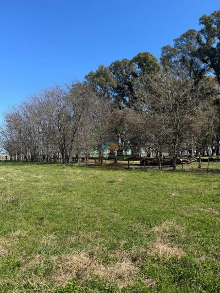 490 Ha Ganadero - Carmen de Areco