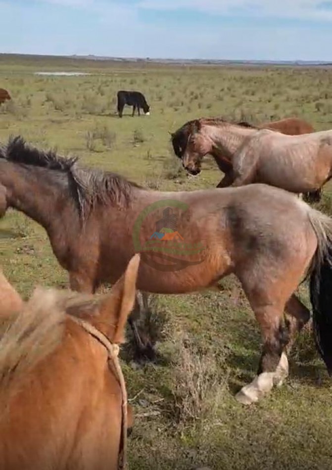 1100 Ha Ganaderas - Tacuarembo - Uruguay 