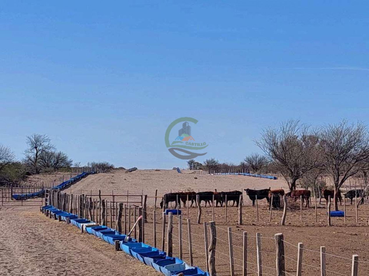 2417 Ha Ganadero (Feedlot) - Gral Alvear - Mendoza