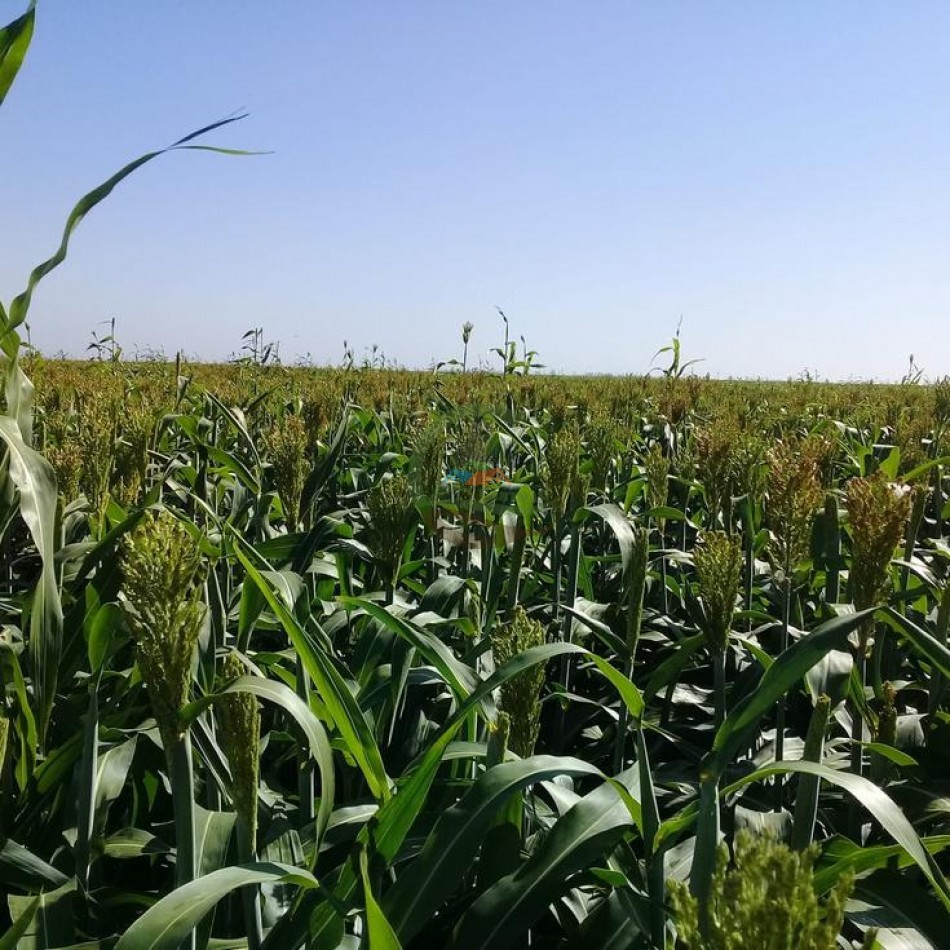 510 Ha Mixtos - Cnel Roseti - Santa Fe 