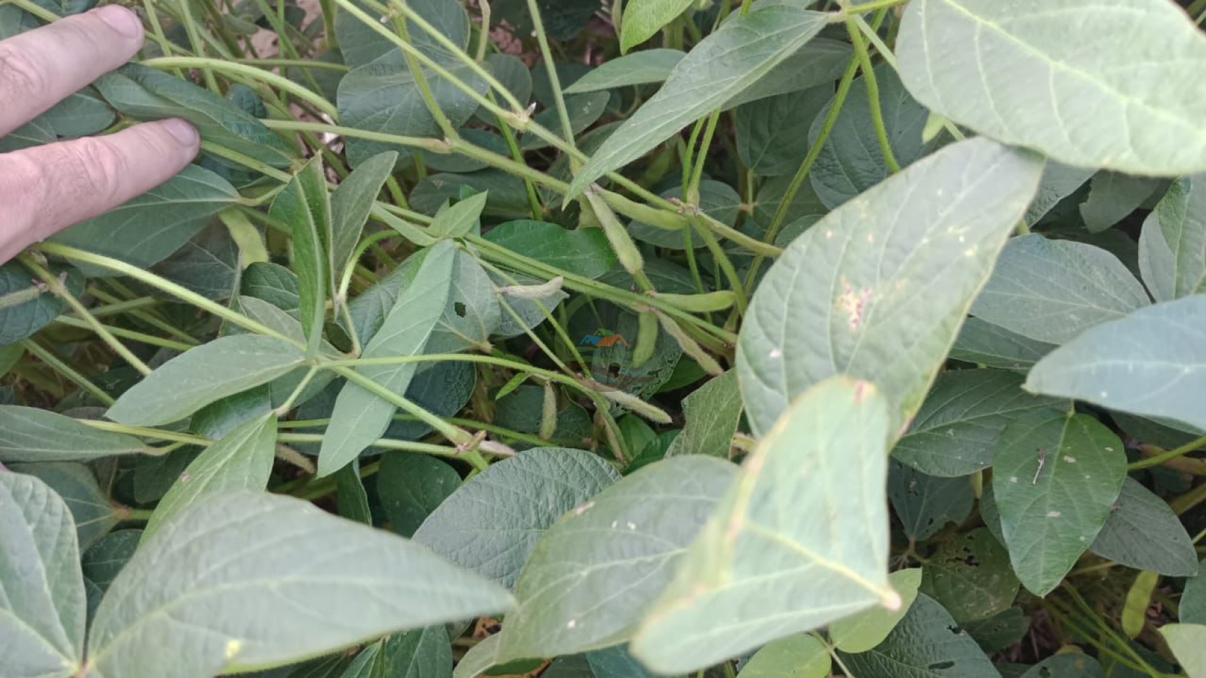 200 ha Agricolas - Cordoba 