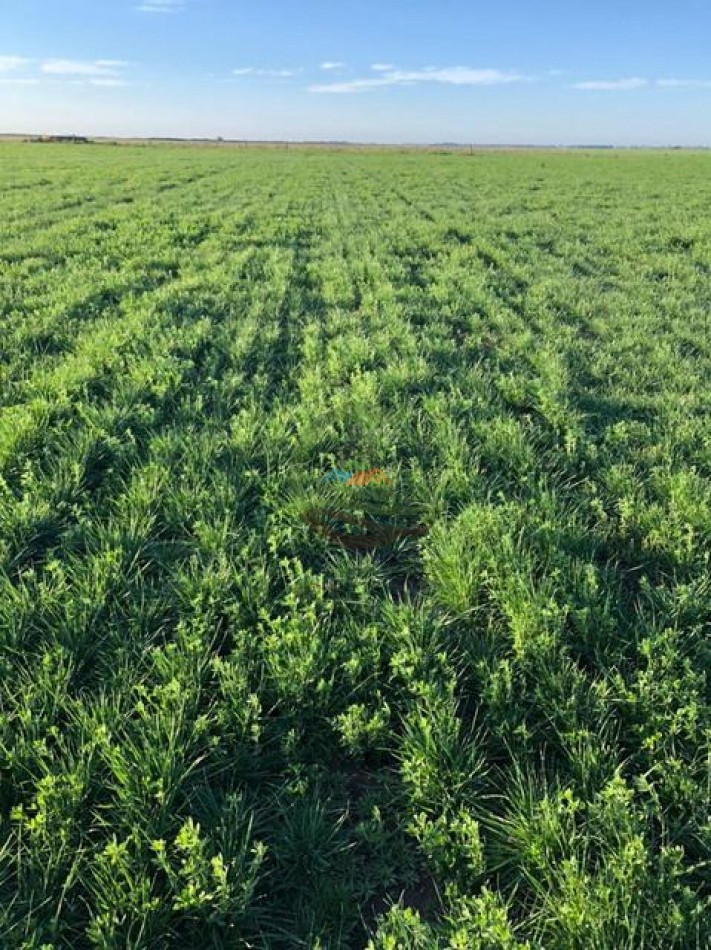 1135 Ha Mixto - Dorila - Mara Co - La Pampa