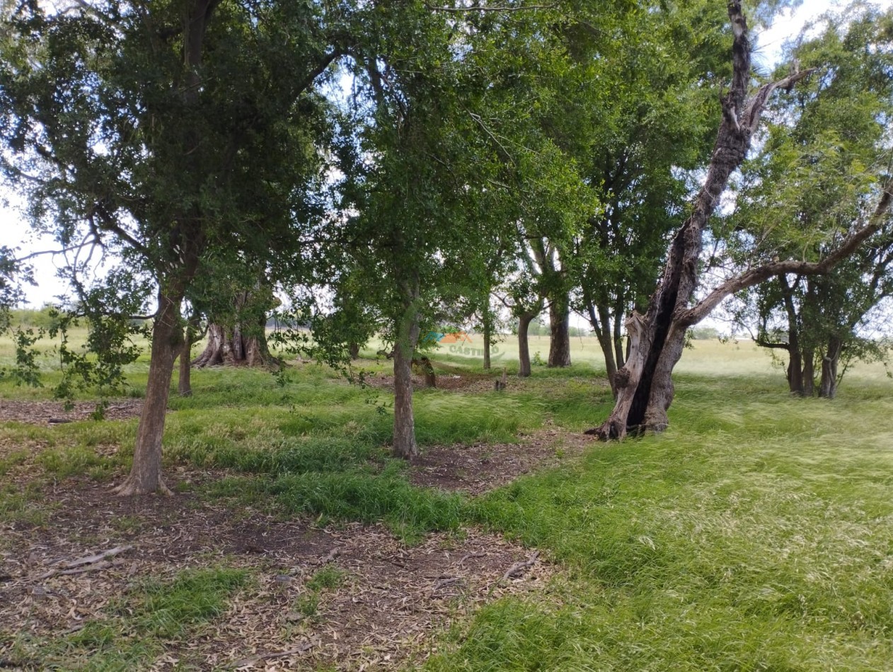 20 ha ganaderas - navarro