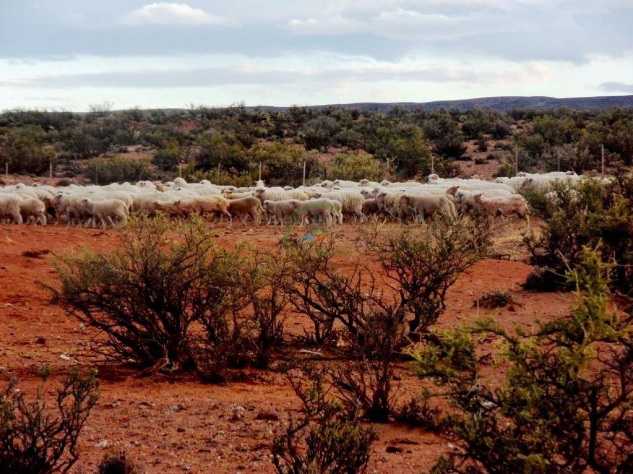 93000 ha Ganaderas - Pasos de los Indios - Chubut