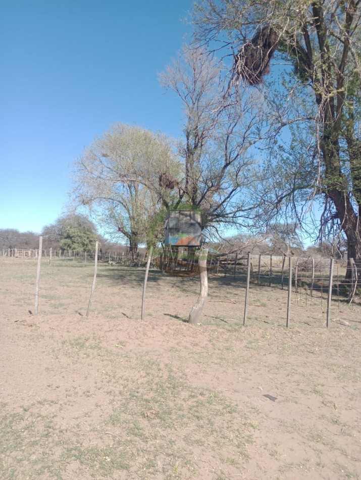 2500 ha Coto de caza - Quehue - La Pampa