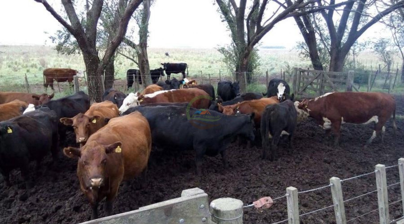 882 Ha Mixto - Gral Lamadrid