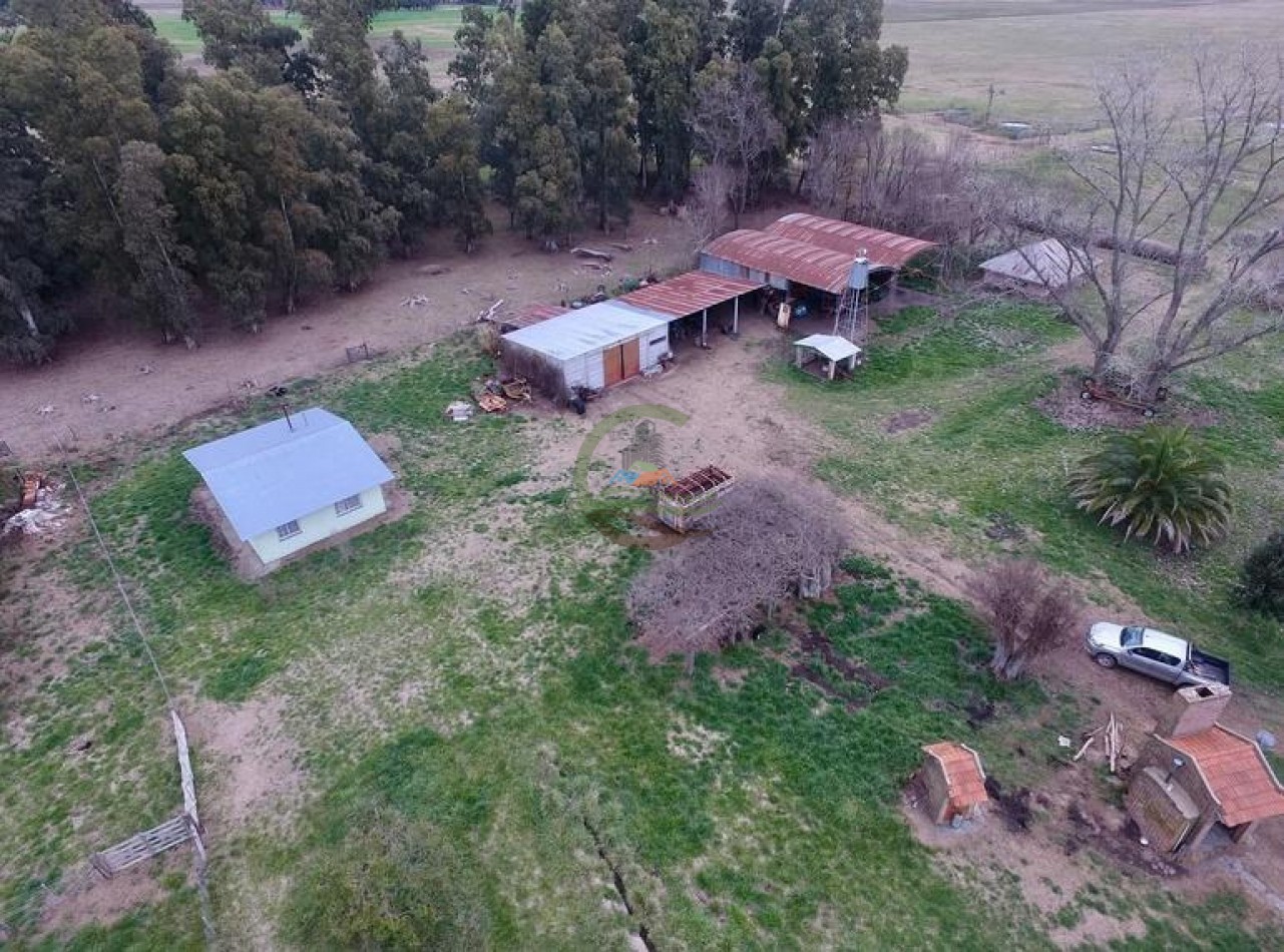 328 Ha Mixto - Colman - Rauch
