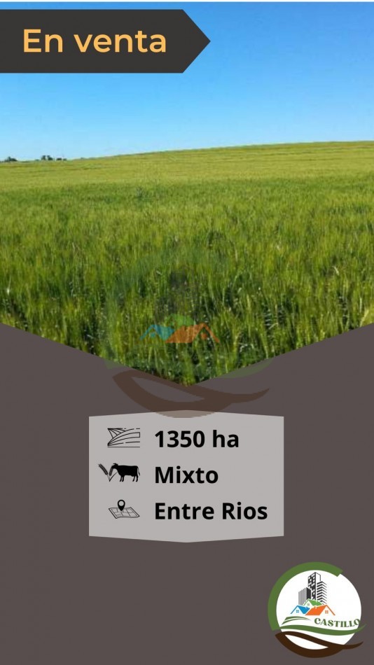 1350 ha Mixta - ROSARIO DE TALA ENTRE RIOS ALTAMIRANO NORTE