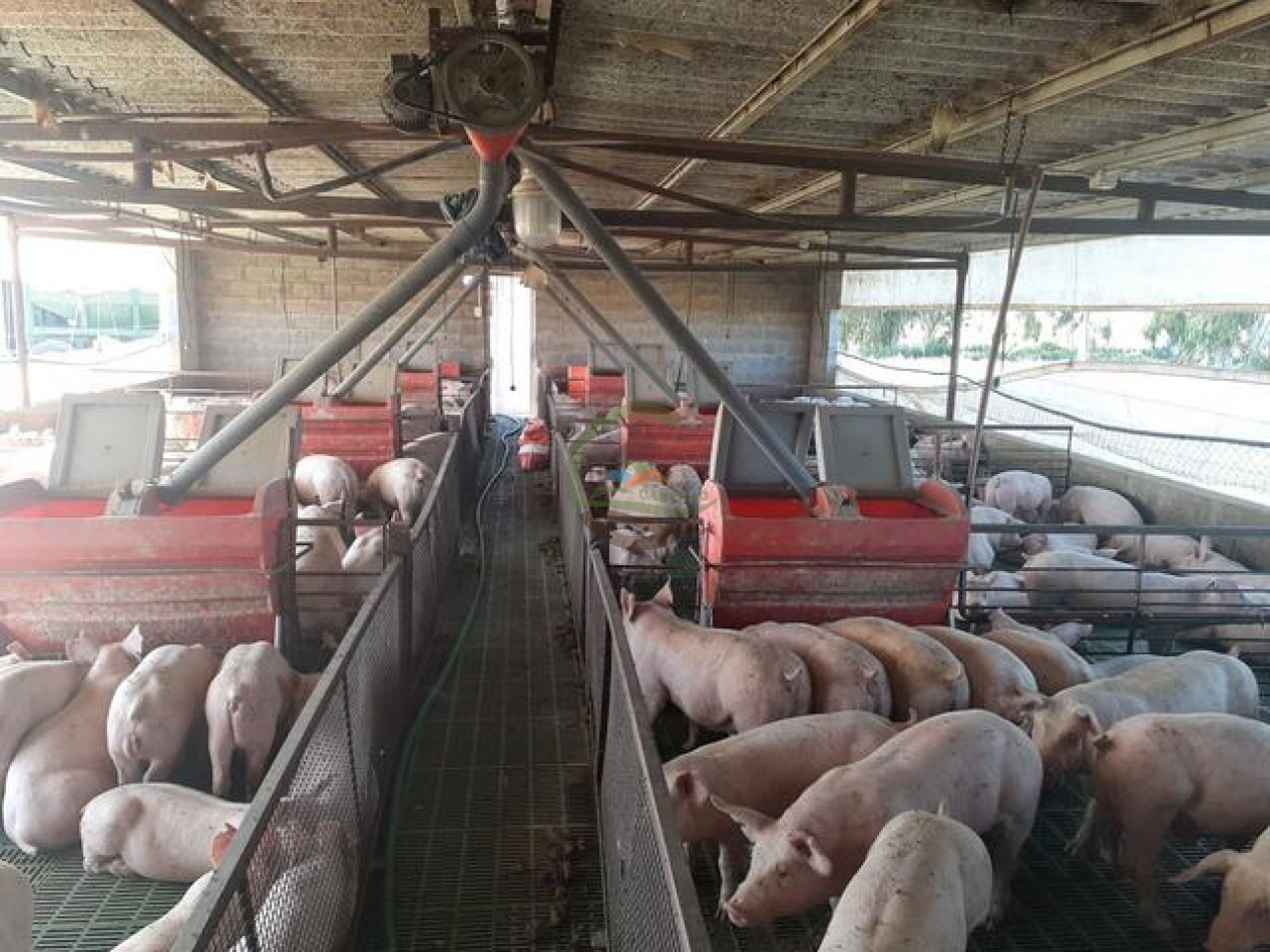 95 Ha Granja de Cerdos - Trenque Lauquen