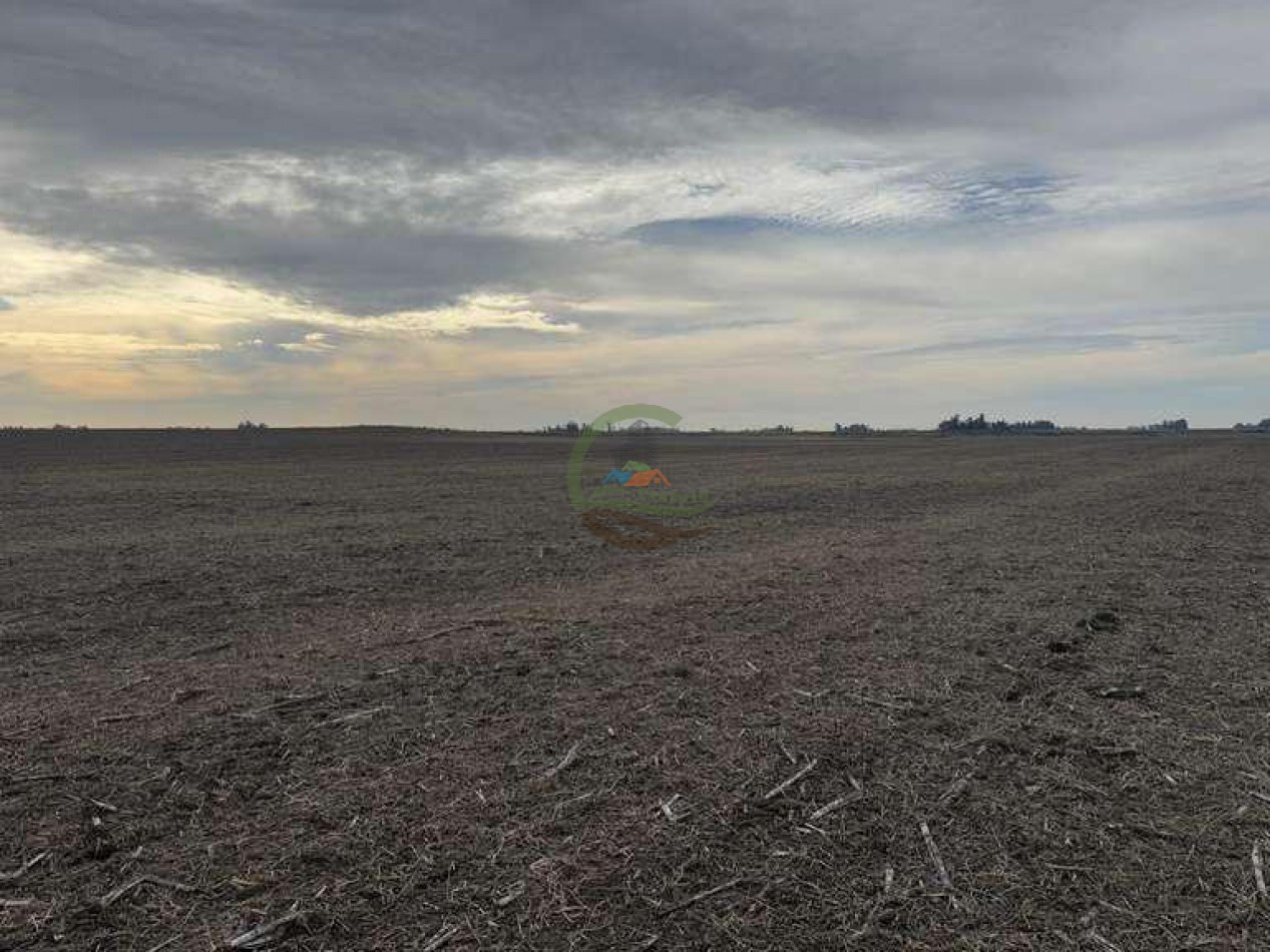 639 Ha Mixto - Urdampilleta - Bolivar