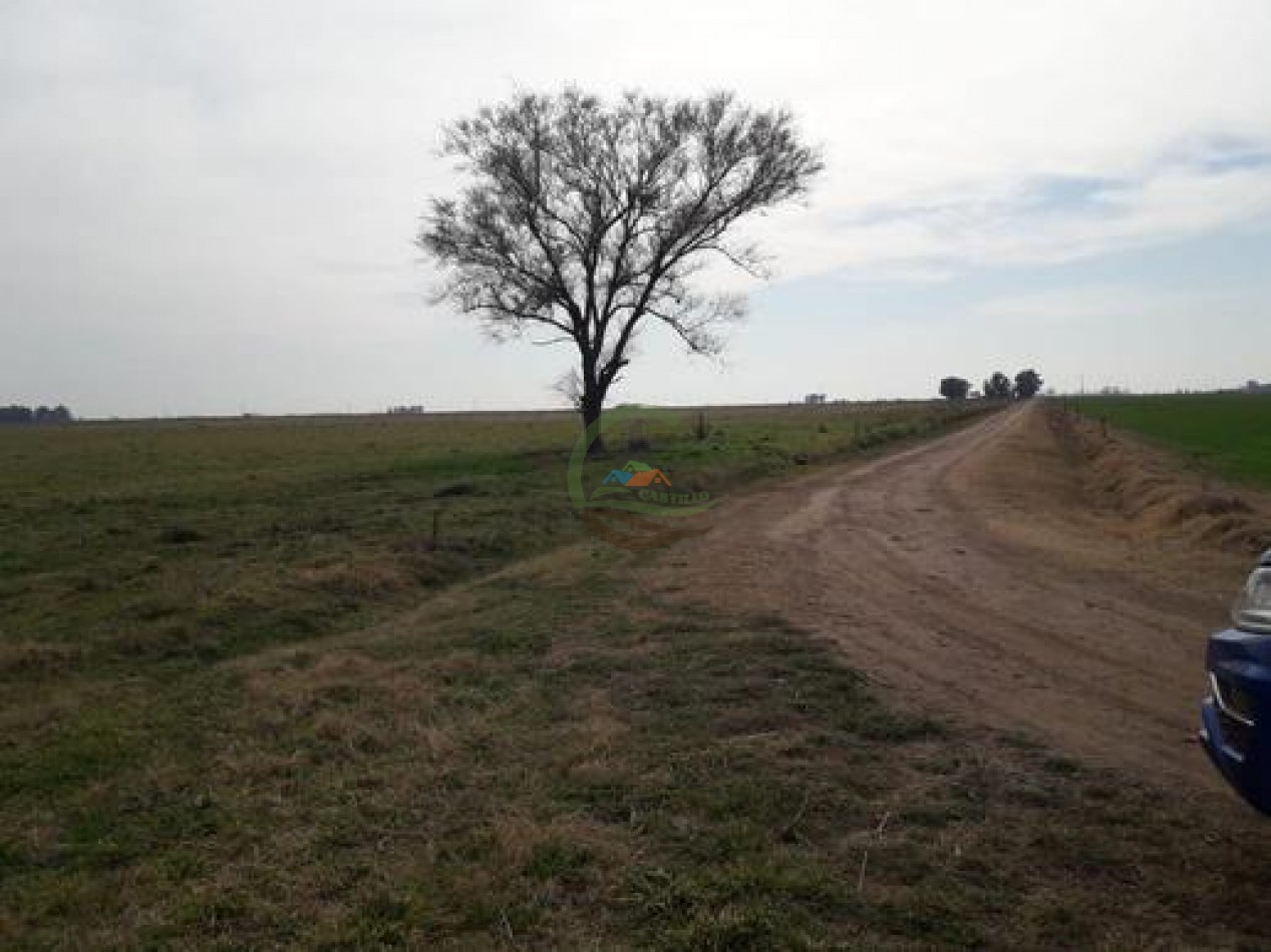 292 Ha Agricolas - Marucha - Carlos Tejedor