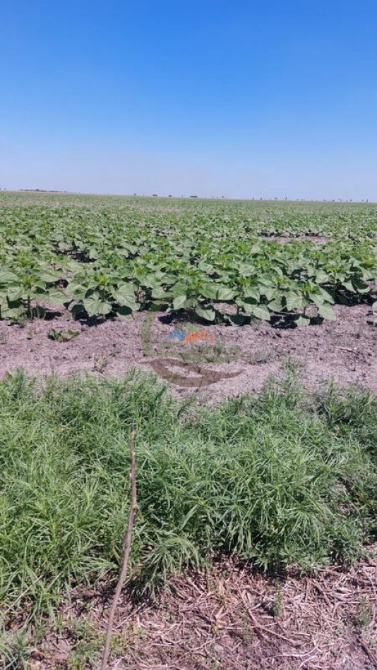3750 Ha Agricolas - Gato Colorado - Santa Fe