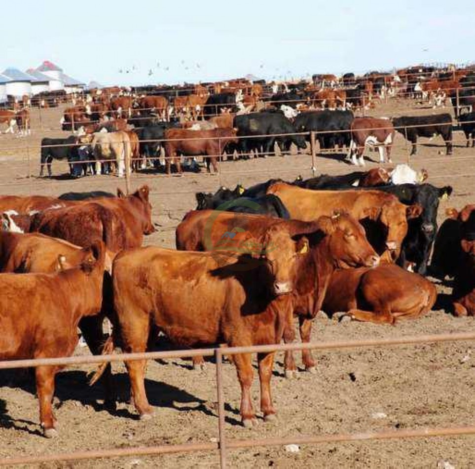 Frigorifico - con feedlot- Exportadora - La Adela - La Pampa