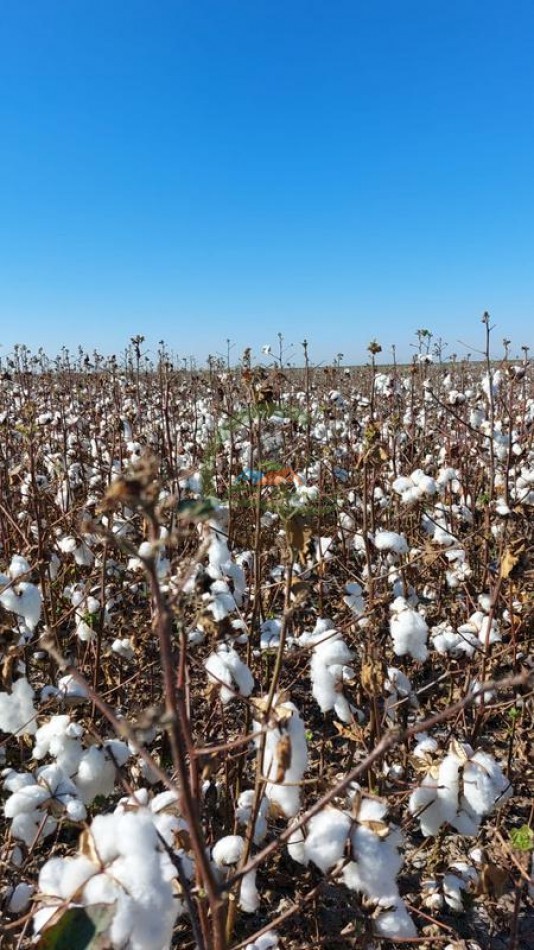 3750 Ha Agricolas - Gato Colorado - Santa Fe