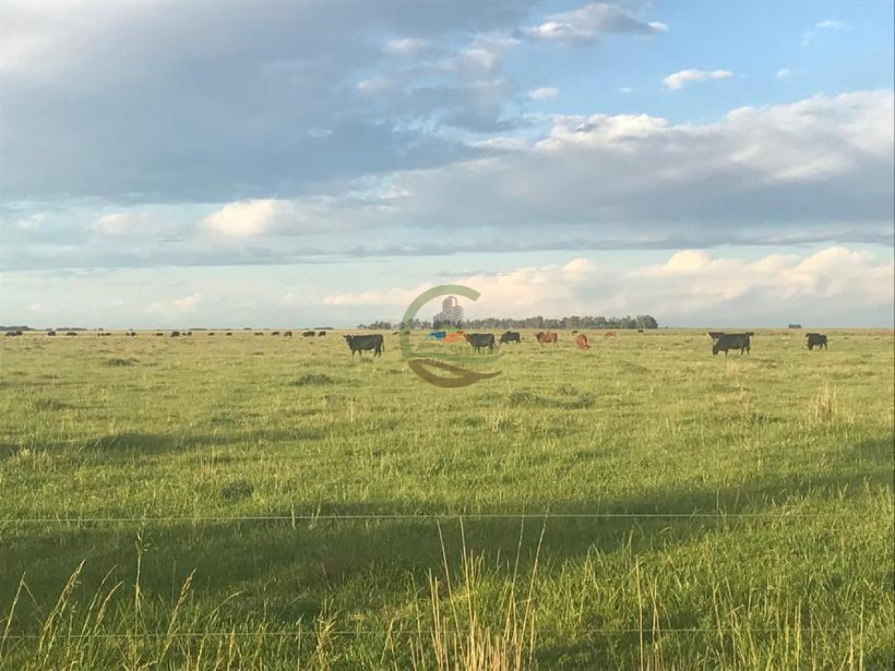 875 Ha Mixto - Carlos Tejedor