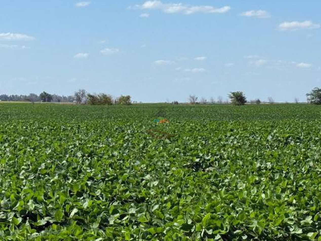 164 ha Agricolas - Carlos Casares - Ordoqui