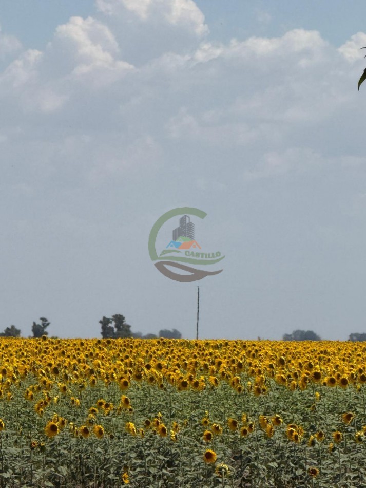 150 Ha Mixto - Urdampilleta - Bolivar