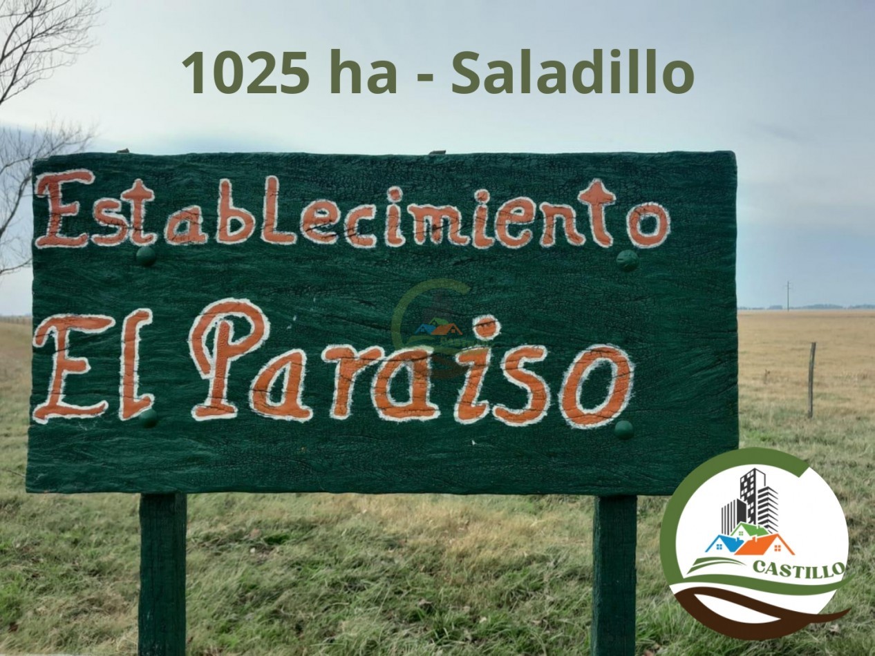 1025 ha mixta - saladillo