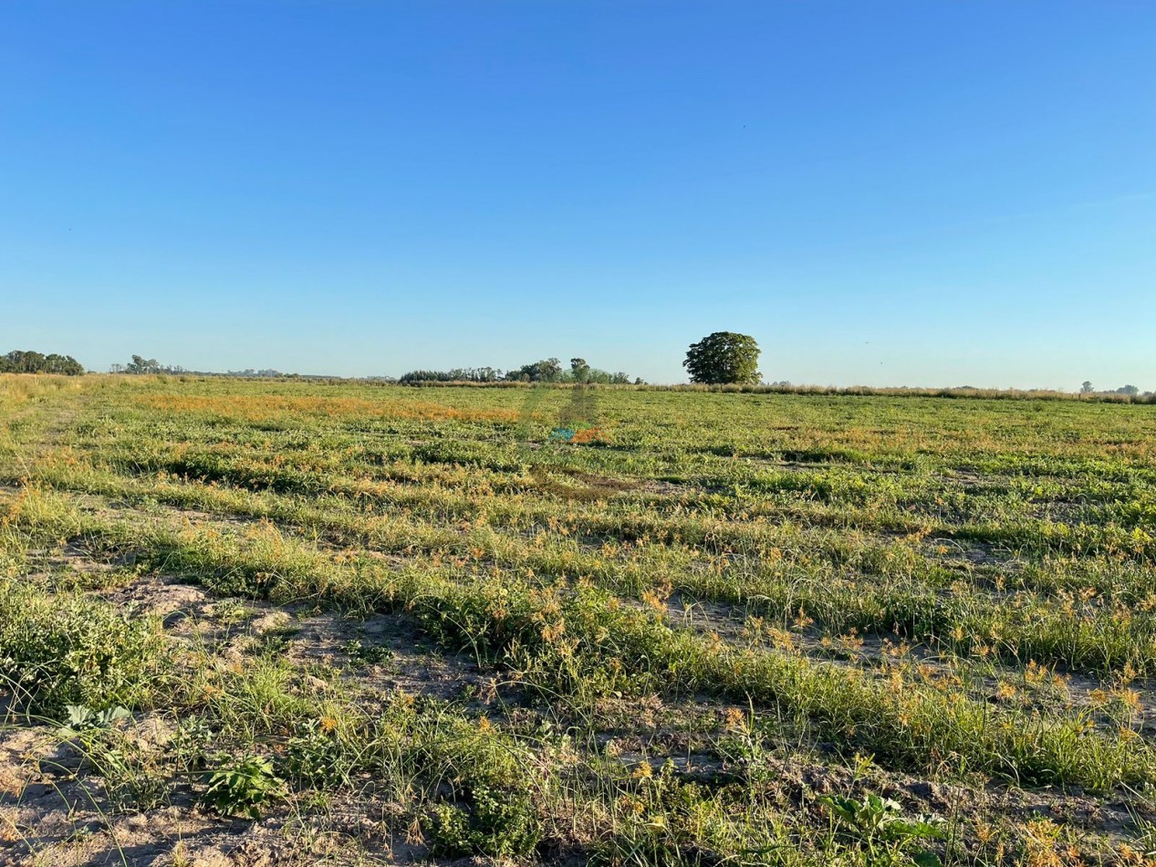 18 ha Mixtos - Pedernales