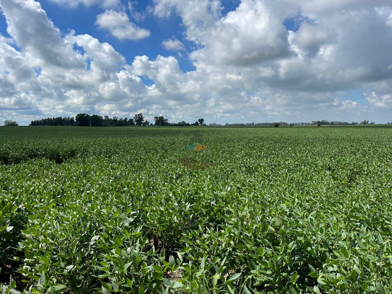 84 ha mixta - Bolivar