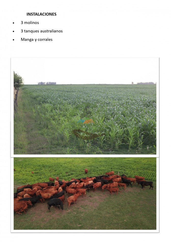 500 ha Mixtas - Bolivar