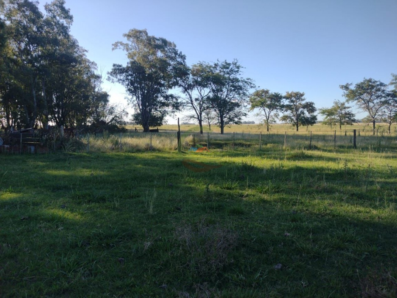 81 ha Mixto - Alvear