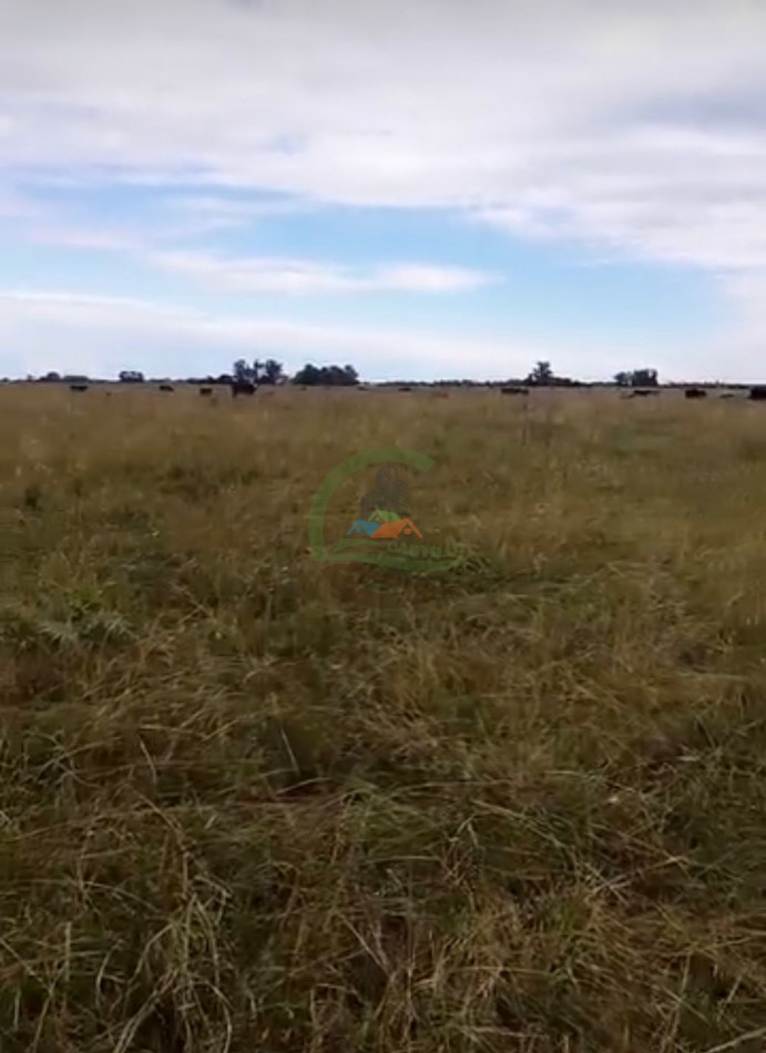 138 Ha Mixto - Chascomus