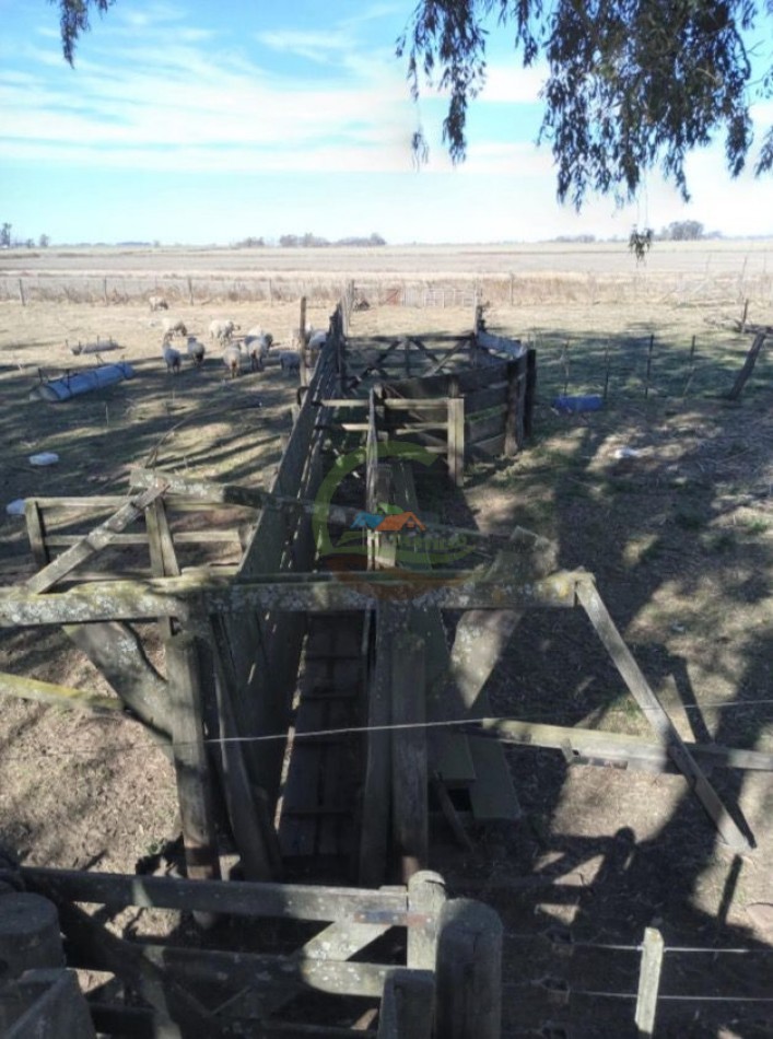 116 ha Agricola - Saladillo