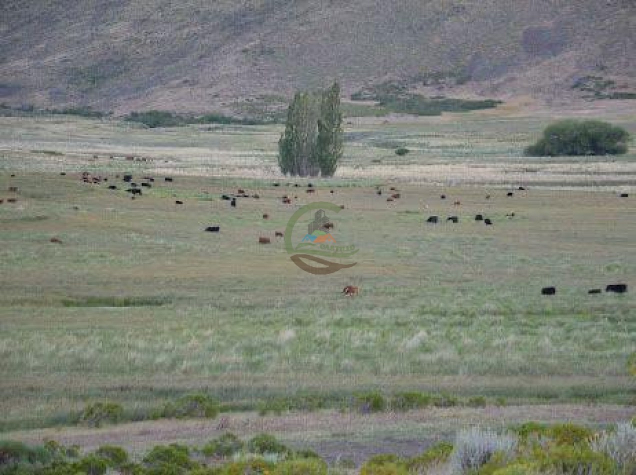 4047 Ha Ganadero - Coto de Caza - La Rinconada - Neuquen