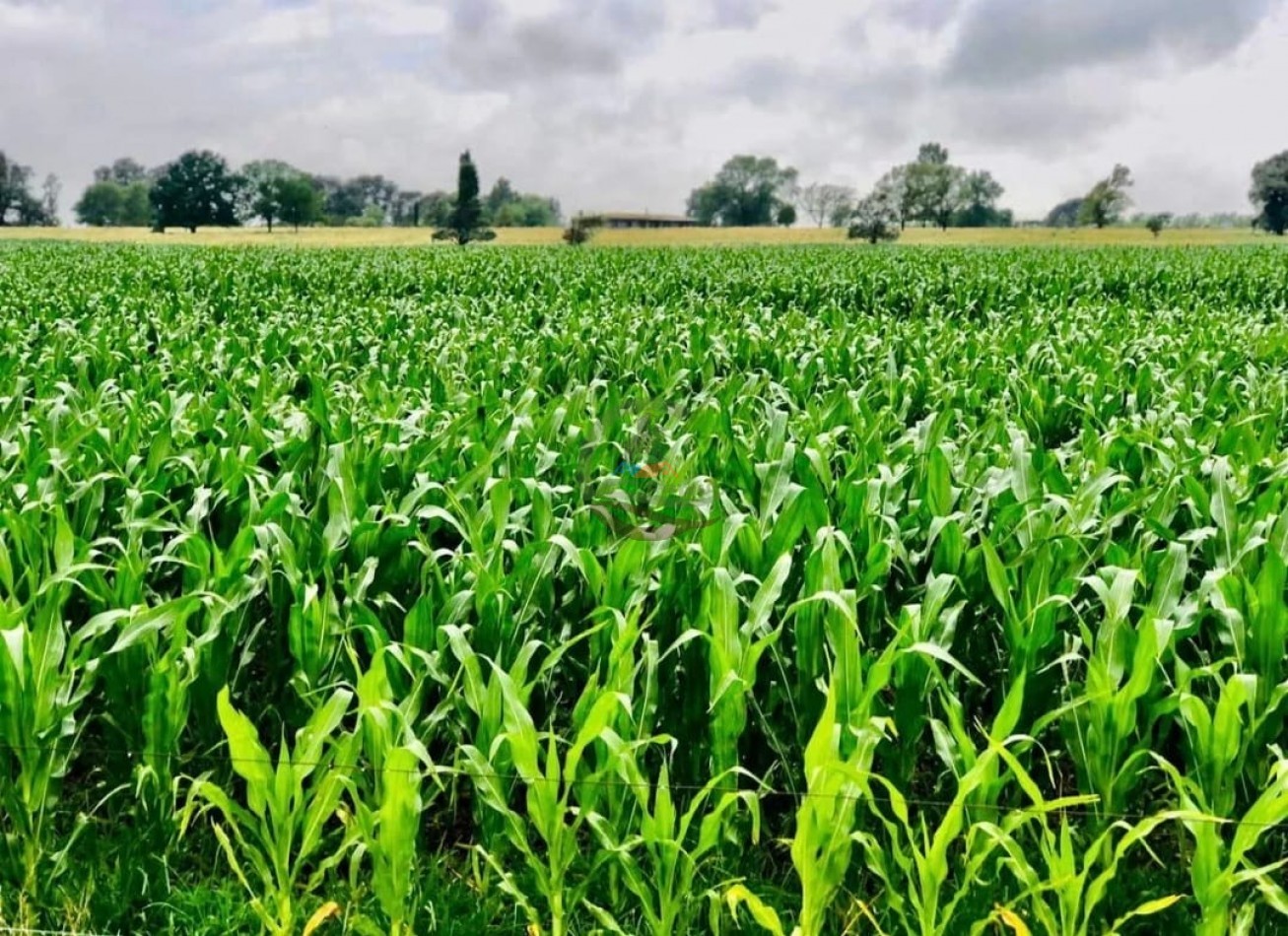 3900 ha Mixtas - La Carlota