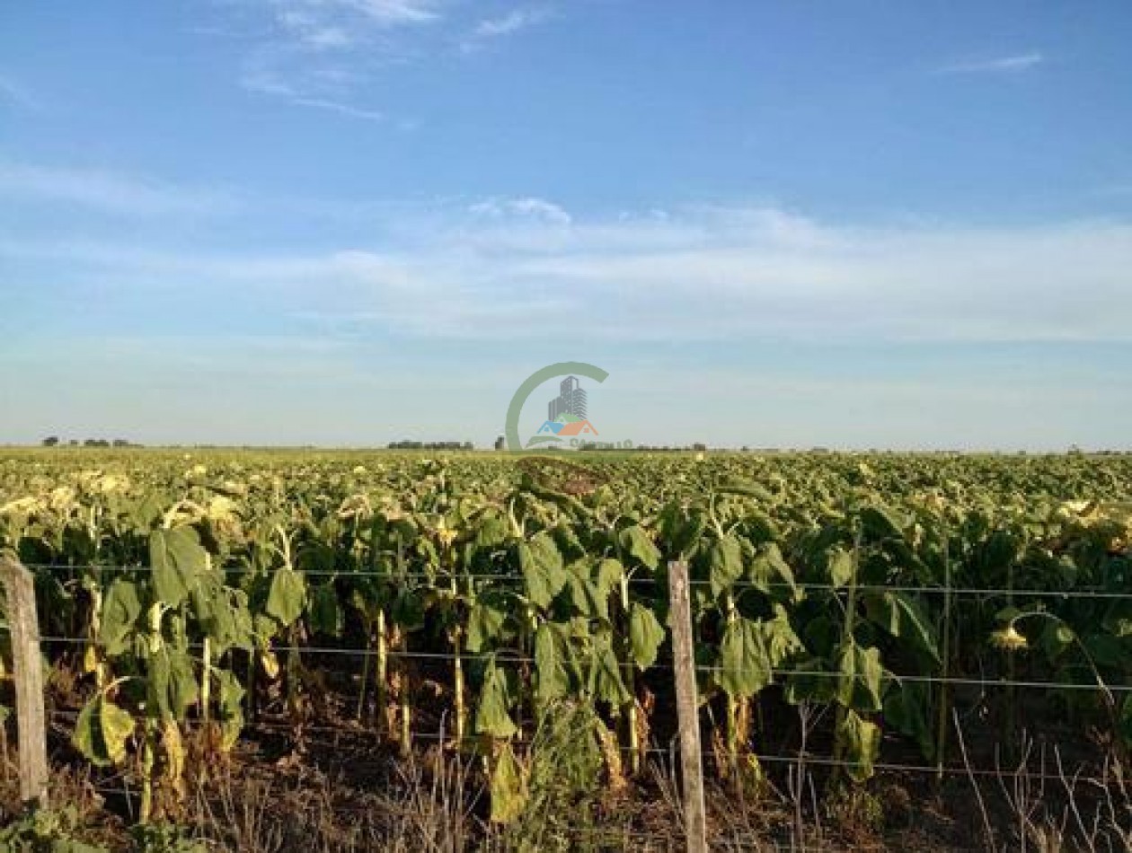 170 Ha Agricolas - Pehuajo 