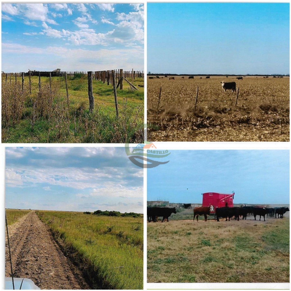 1400 Ha Mixtas - Rufino - Santa Fe